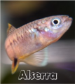 Avatar de Usuario