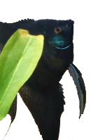 Avatar de Usuario