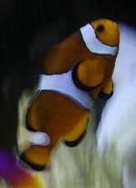 Avatar de Usuario
