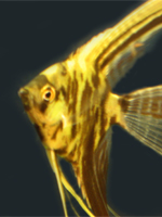 Avatar de Usuario