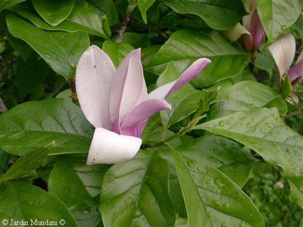 magnolialilliflora1